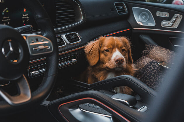 mercedes-benz_gle_400d_Doggo